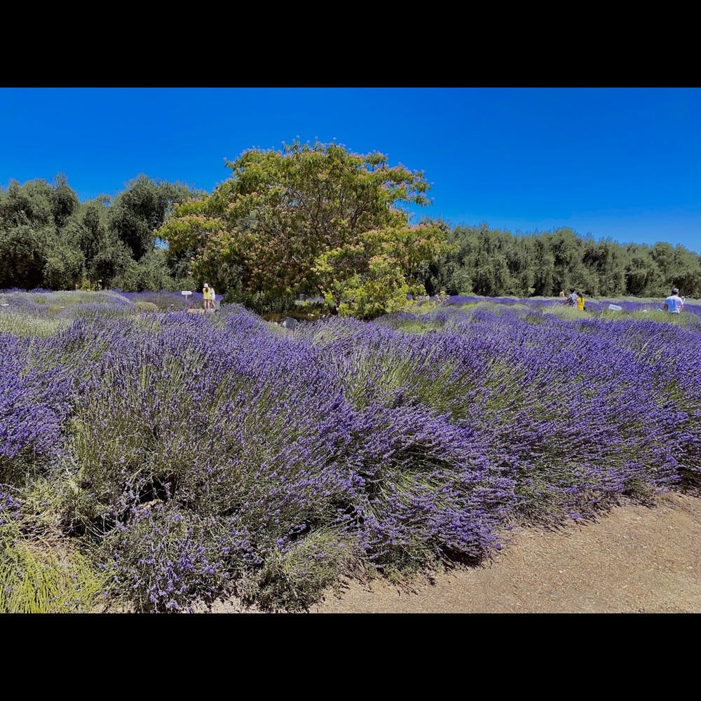 Meet your Posher, Fairy
